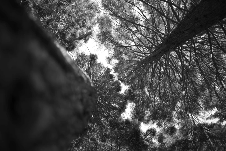 looking up at a tree line through the nch