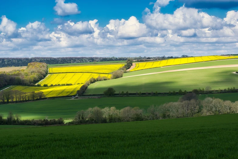 this landscape shows a green field, with yellow flowers on it