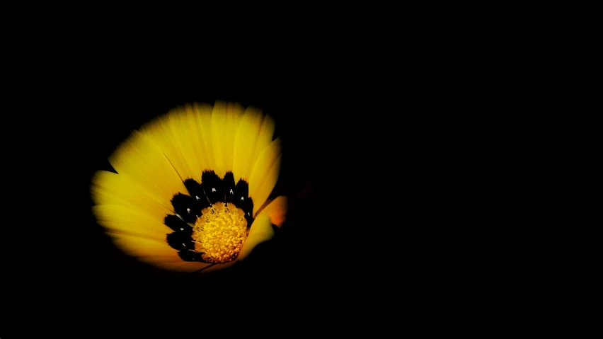 a yellow flower in the dark with its black petals