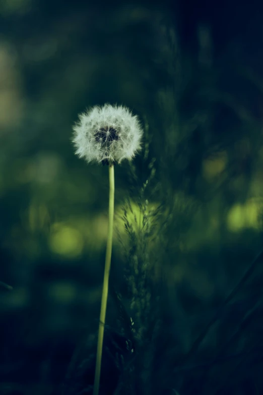 a dandelion that is growing on the top of the plant