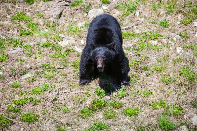 a black bear standing on top of a grass covered field