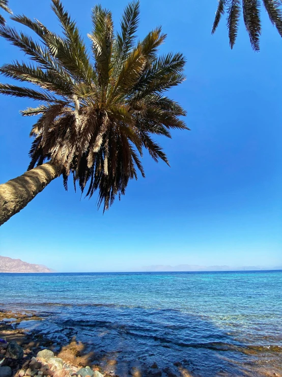 a beach with a palm tree near the water