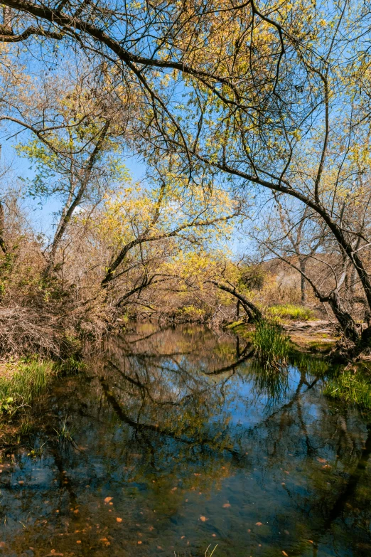 there are small bushes growing on the ground by the river