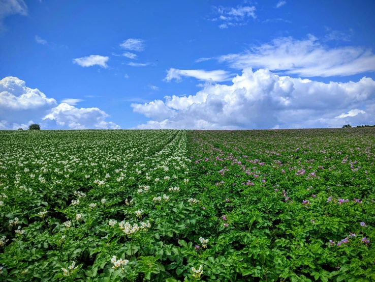 a field of white and pink flowers under blue skies