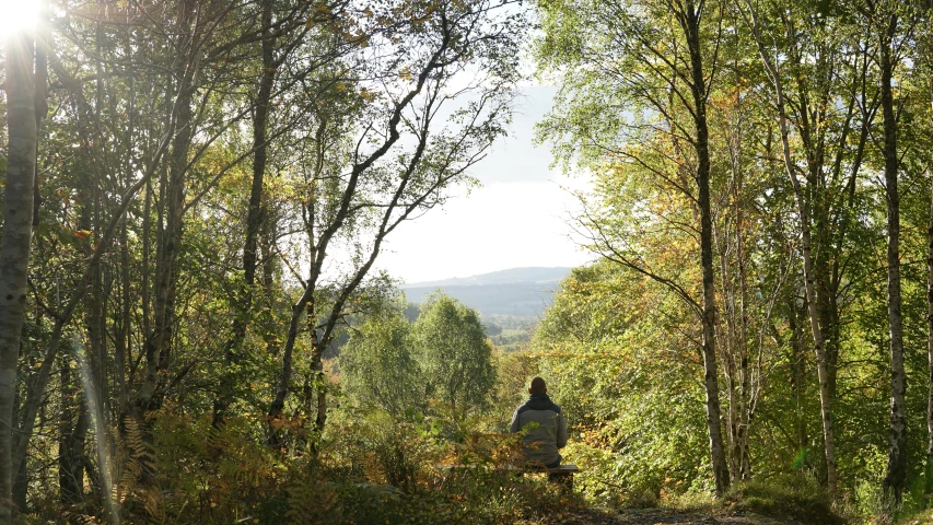 there is a person walking through the woods in the sunlight