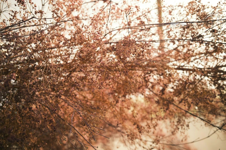 a very thin tree nch with some red colored leaves