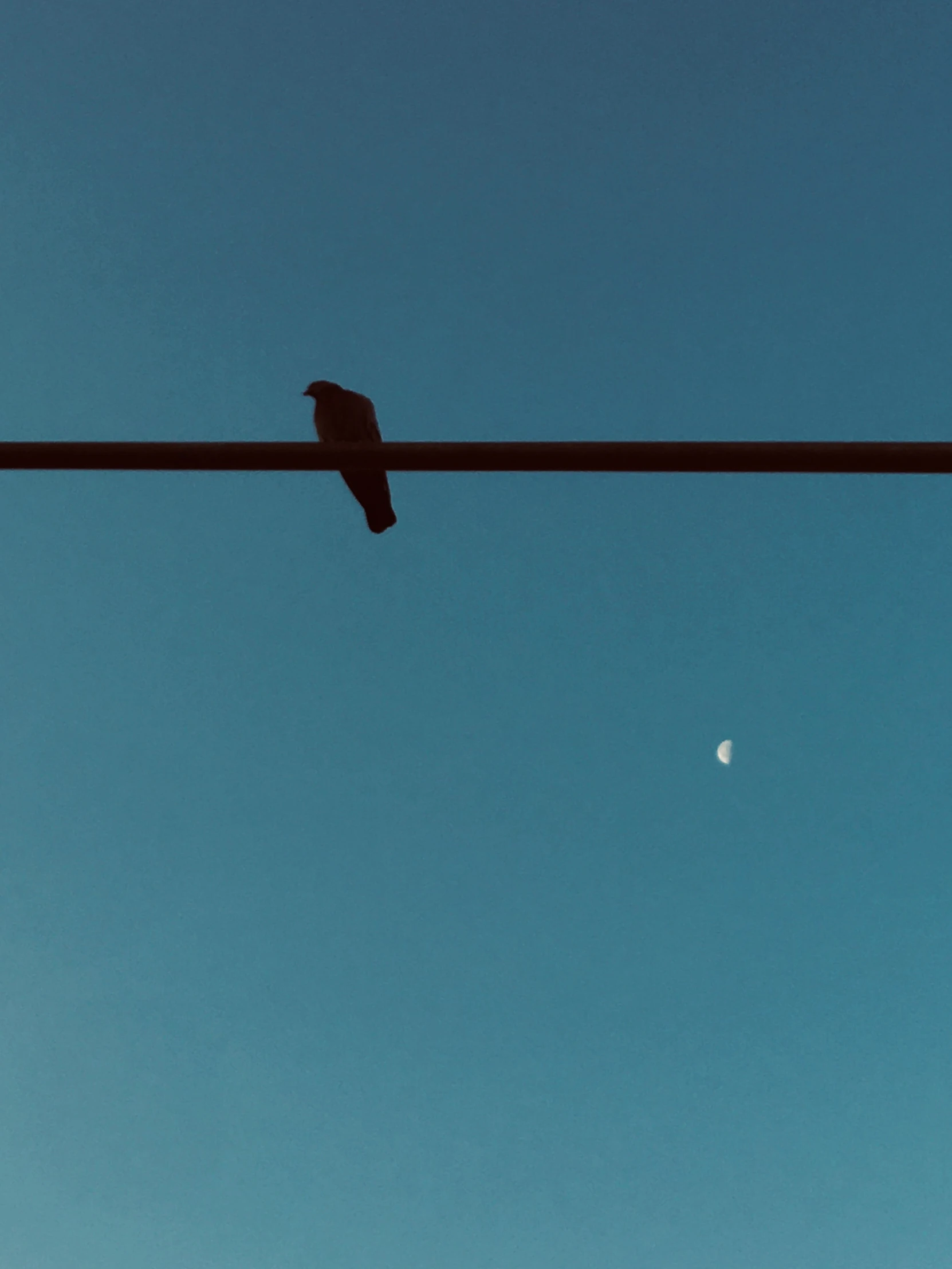 a bird that is sitting on a telephone wire