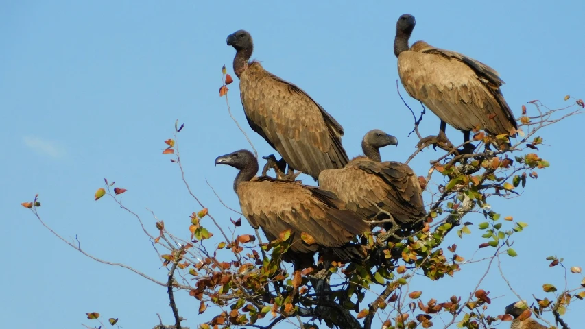 four pelicans sitting in the top of a tree