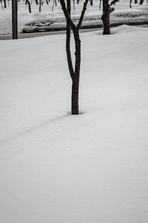 tree nches in the snow with benches and trees around