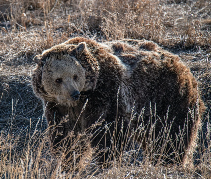 a bear standing in tall grass near trees