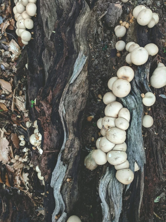 some white mushrooms that are in the ground