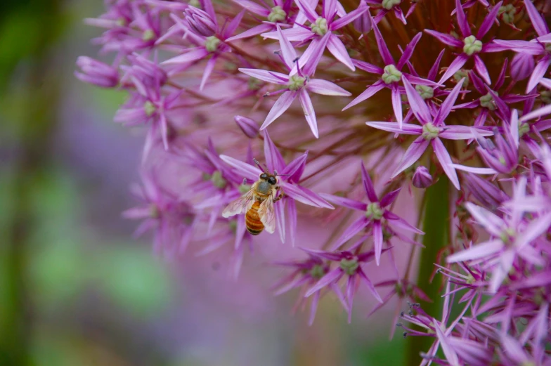 a bee in mid flight on a purple flower