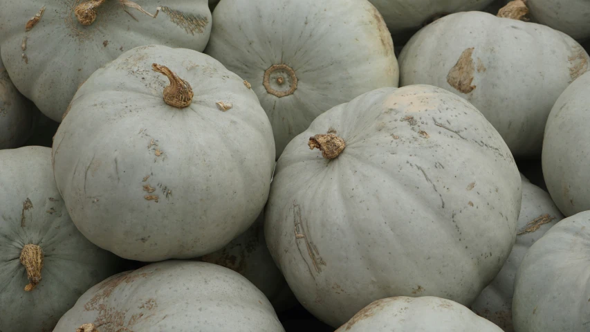 some very pretty white pumpkins in a pile