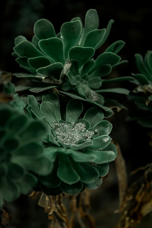 green flowers are growing inside the dark