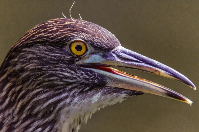 a close up s of a bird's beak