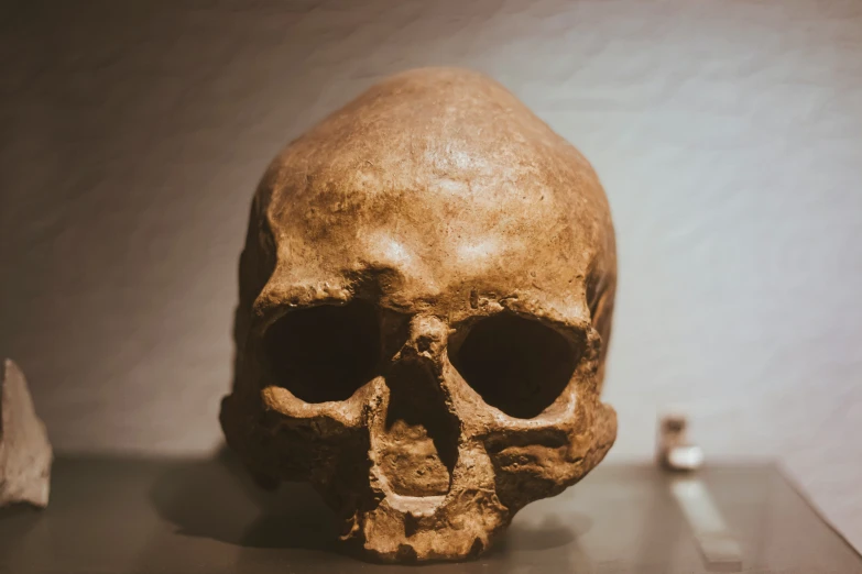 a human skull displayed on display in a museum