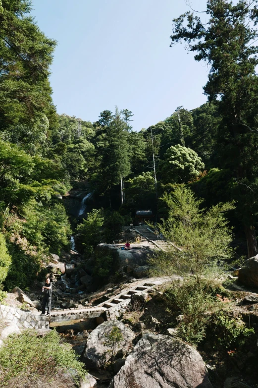 there is a person standing on a fallen tree