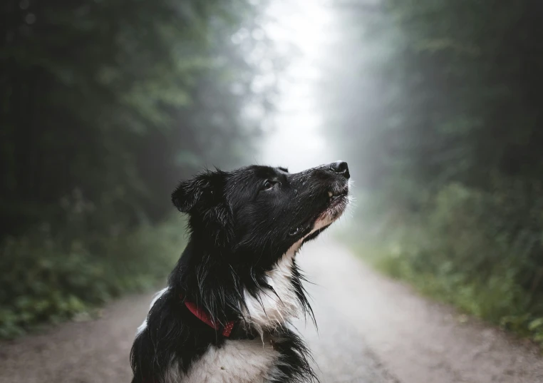 a dog that is sitting on a dirt road