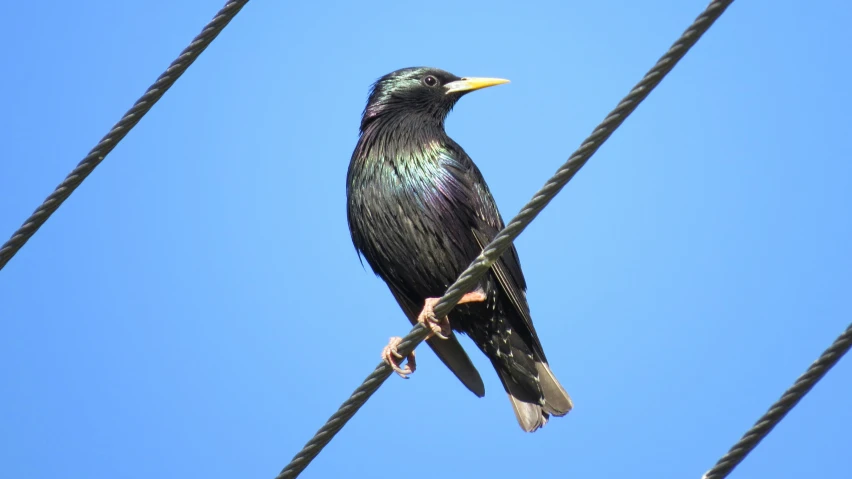 a bird sitting on a power line with a blue sky in the background