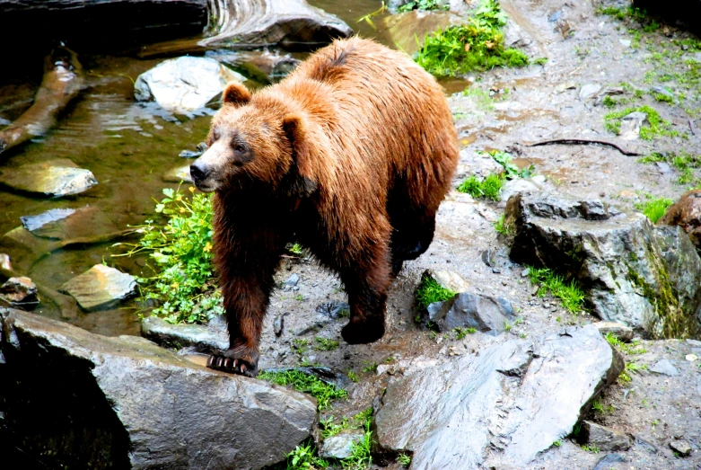 a bear walks up the edge of a waterfall and rocks