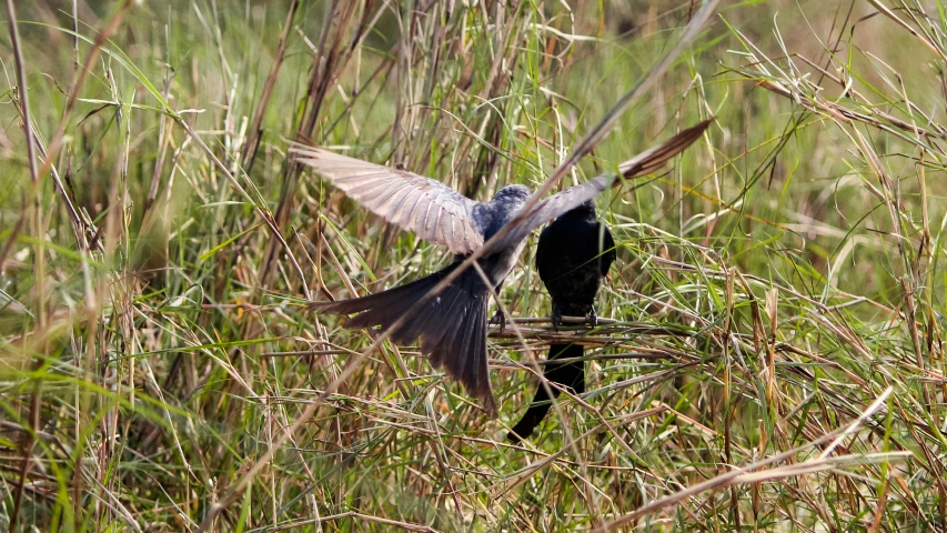 two small birds that are flying in the grass