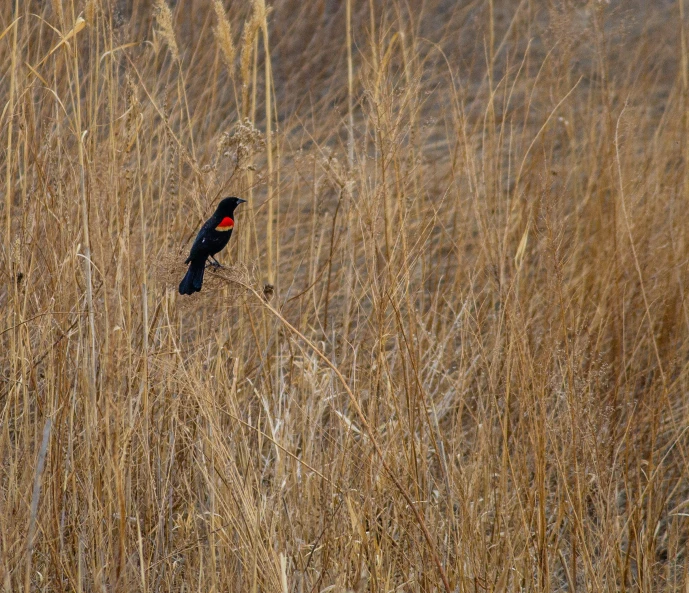 a black bird in some tall dry grass