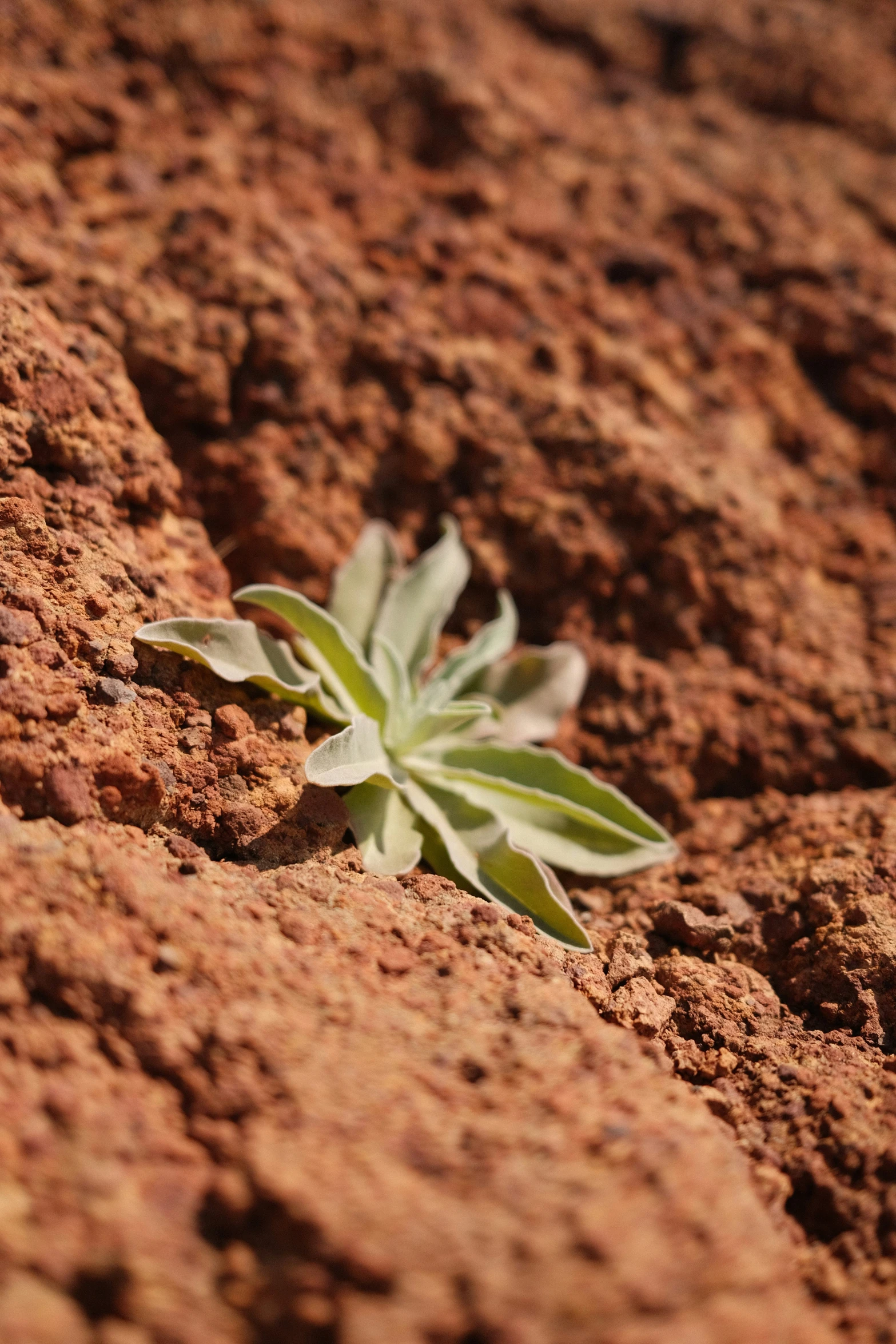 a plant is growing in some reddish, red soil