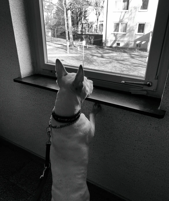 a white dog is looking out the window