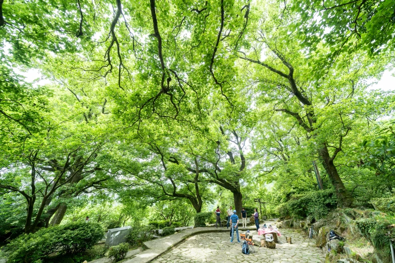 people are sitting in the shade under a green tree