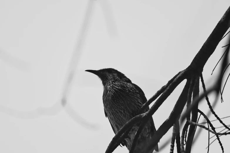 a black bird perched in a tree on a gray day