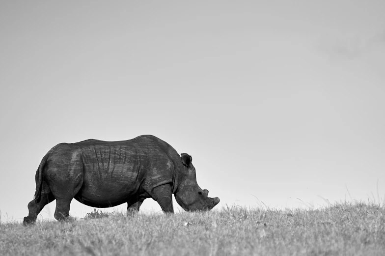 an elephant grazing in a field during the day