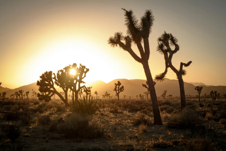 the sun is rising in the distance behind a group of trees