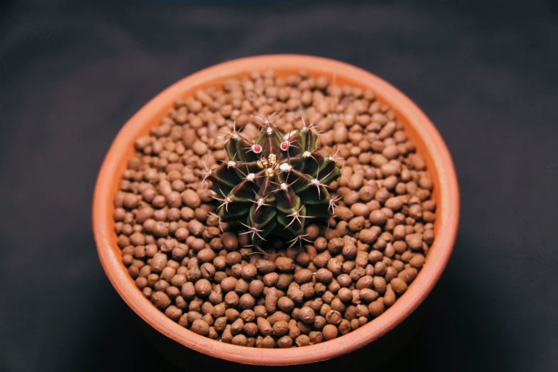 a small cactus is in the middle of a bowl