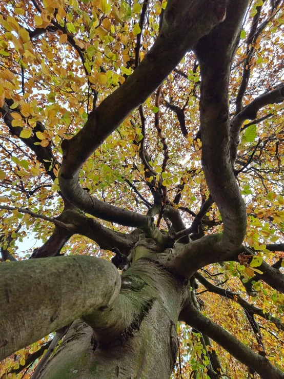 an image of looking up at the tree canopy