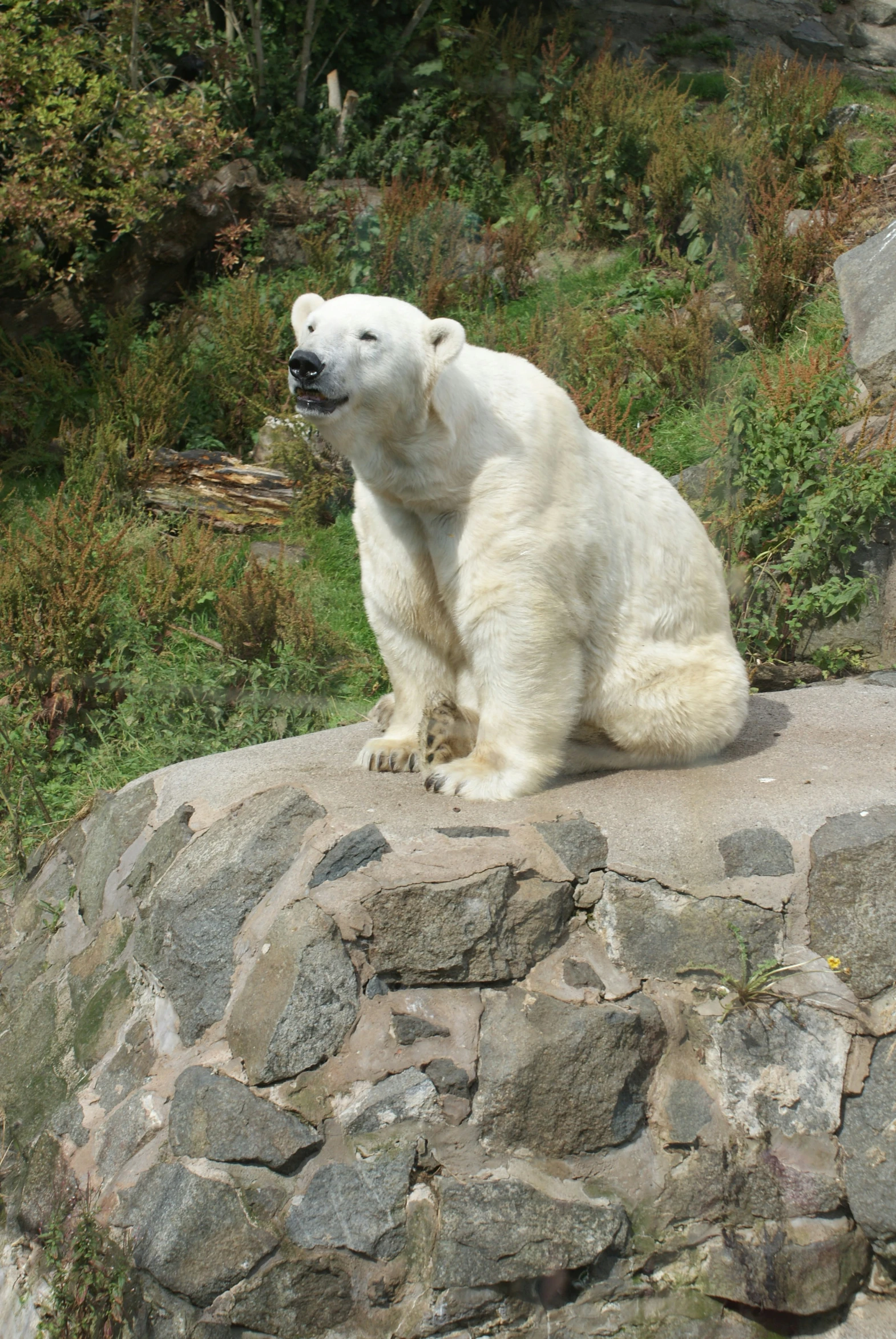 there is a polar bear that is sitting on a rock