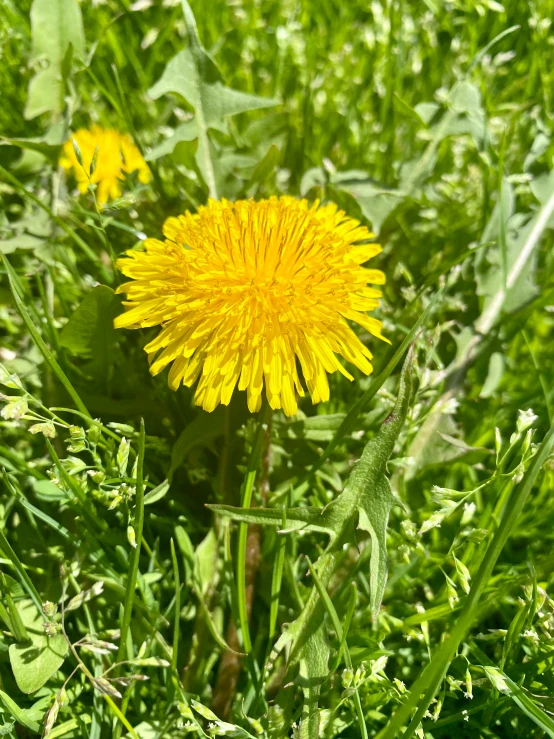 a yellow dandelion in the middle of some grass