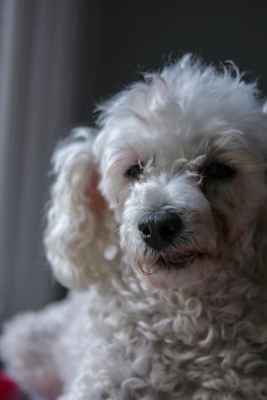 a white poodle looking at the camera