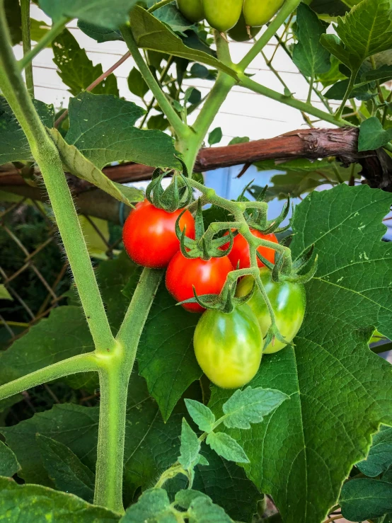 red and green tomatoes hanging on a tree
