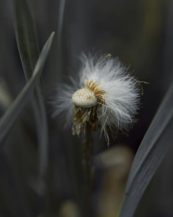 a small white flower that is growing on a plant