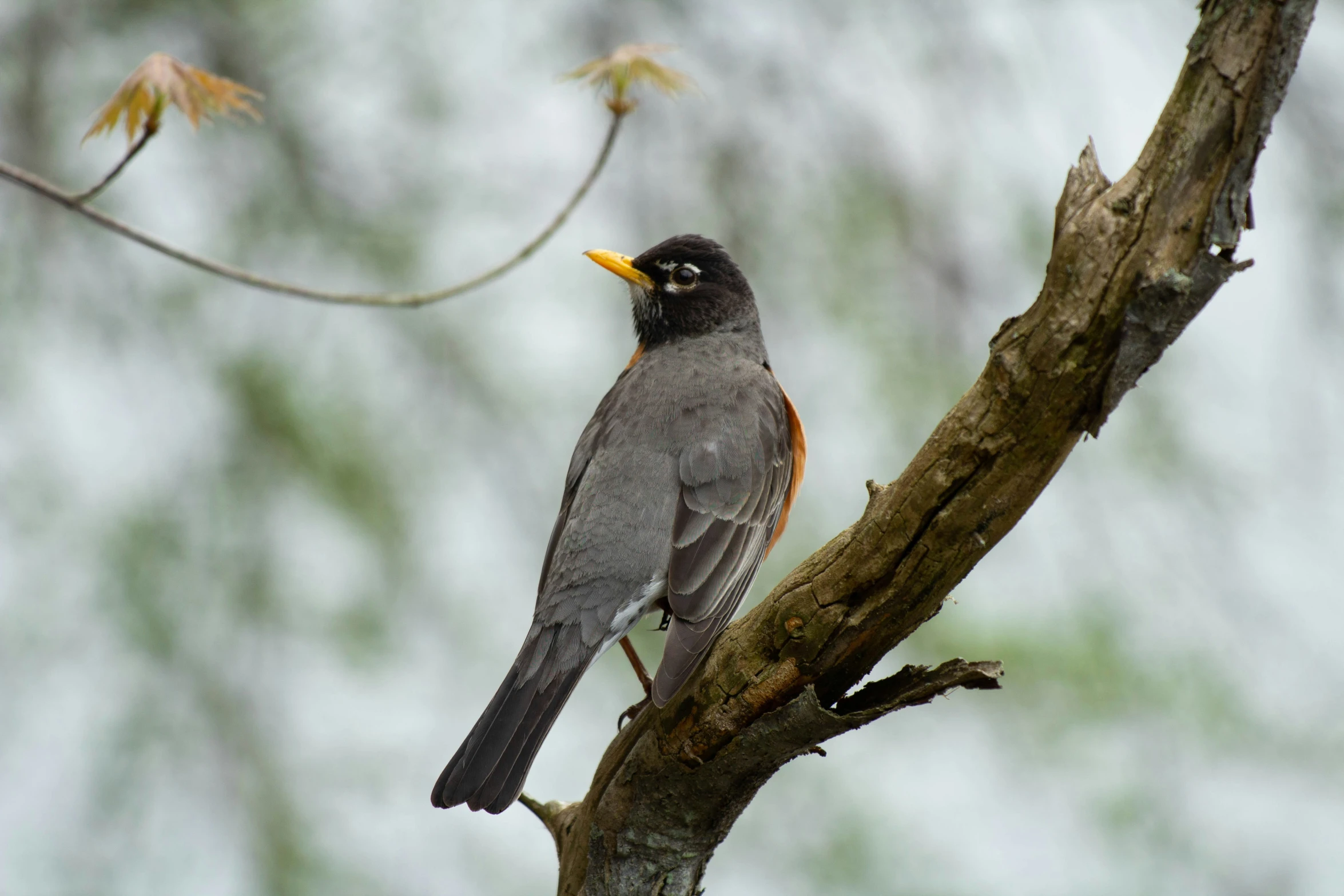 the bird is standing on the nch of a tree