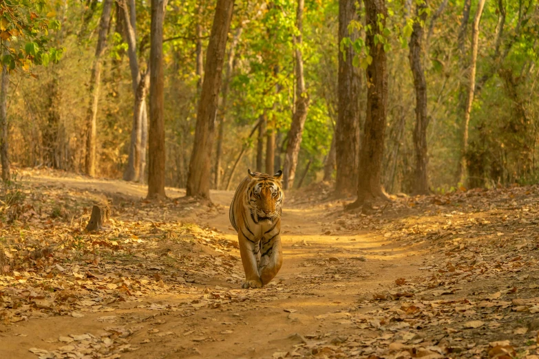 a large cat walking across a forest filled with leaves