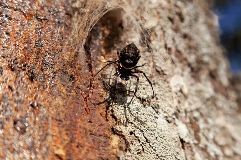 a bug with long legs is on a tree