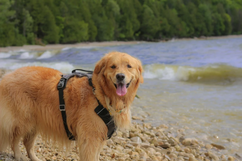 a golden retriever wearing an adjustable leash on a rocky beach