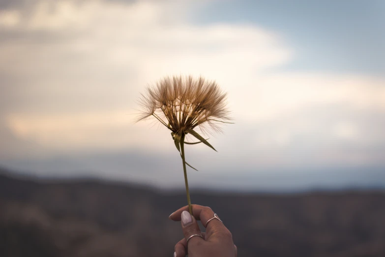 a single dandelion is being held by a hand