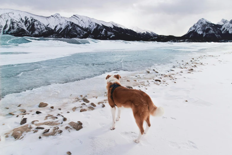 a brown and white dog standing in the snow near mountains