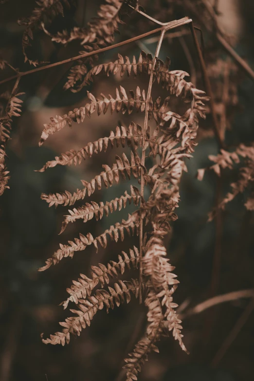 a picture of fern leaves in the wild