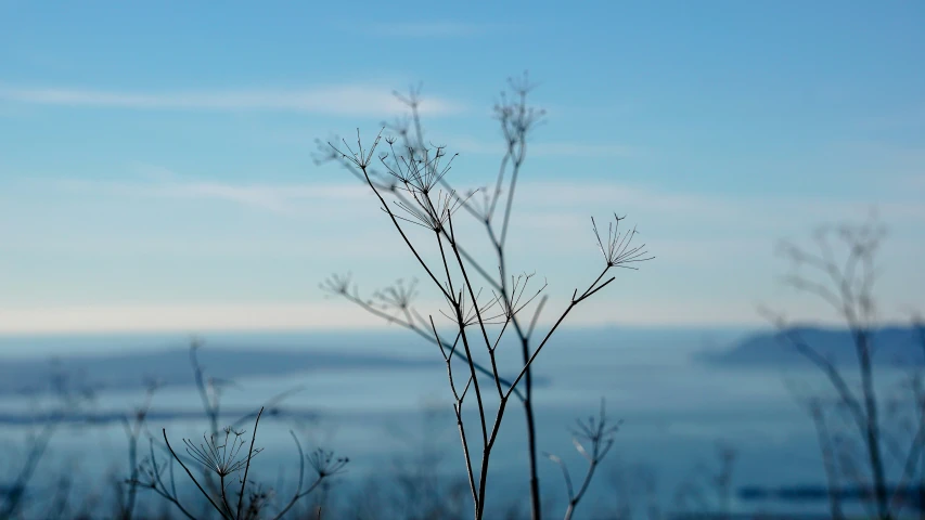 a view of the water from behind some shrubbery