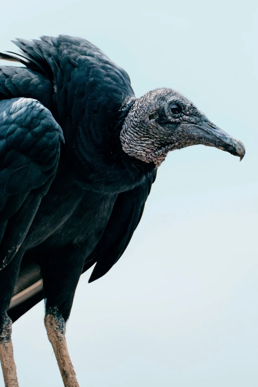 an image of a large black bird sitting on top of a wooden post