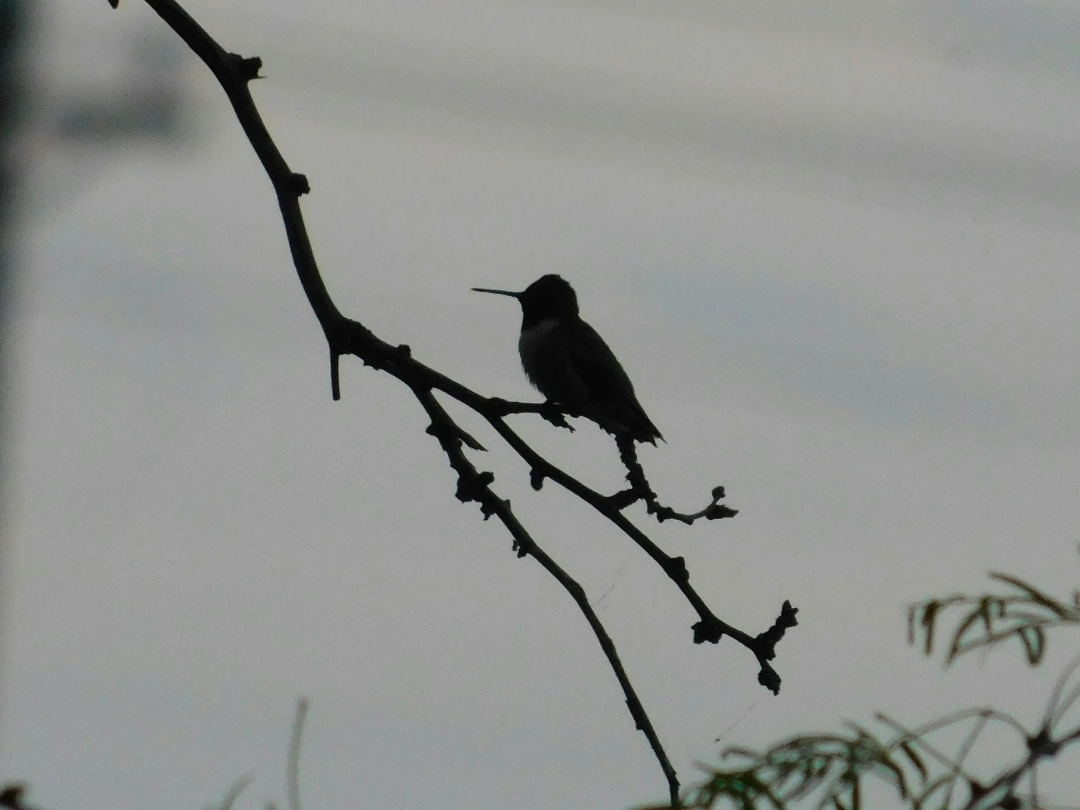 a bird sits on a nch of a tree