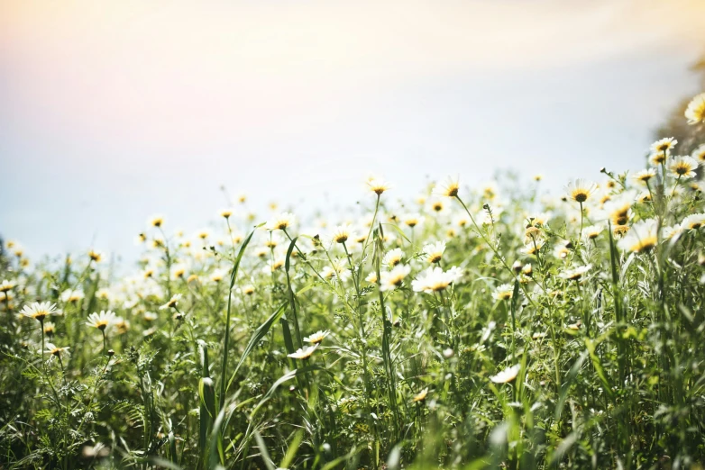 the sun is shining down on wildflowers